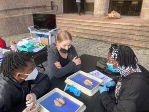 people looking at sheep brains